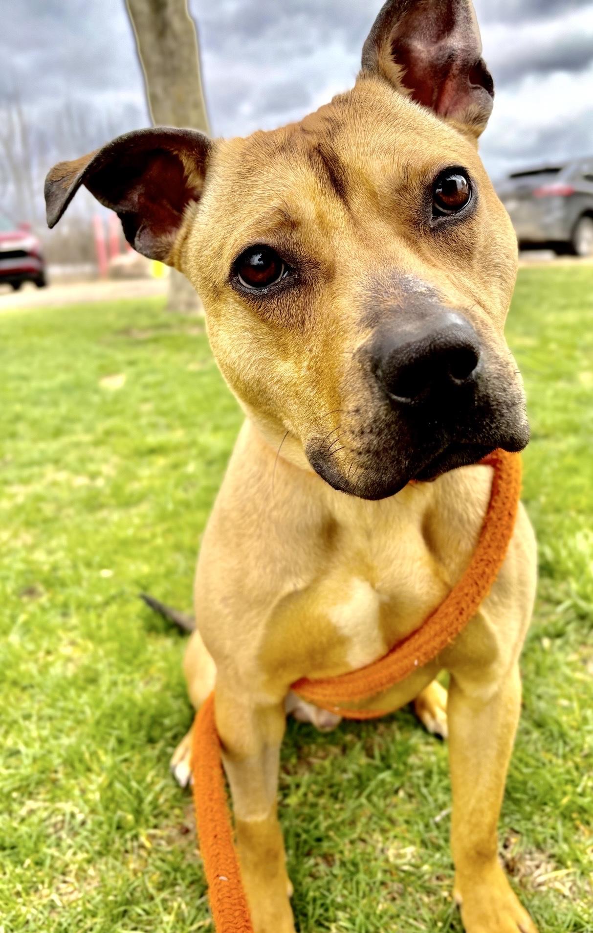 Enlarge Hopper, a Adoptable mixed breed in Oxford, MI image 2/6