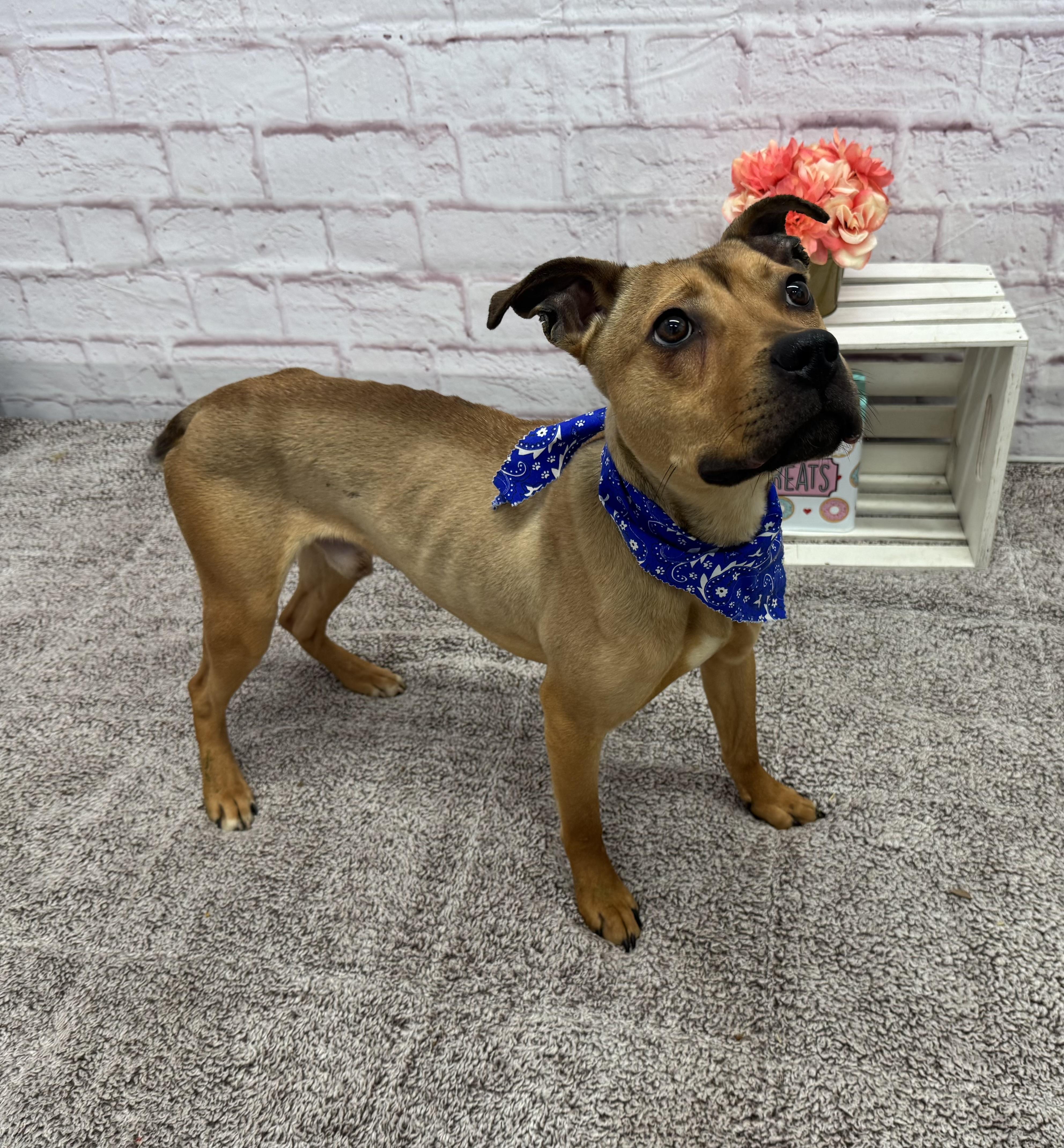 Enlarge Hopper, a Adoptable mixed breed in Oxford, MI image 5/6