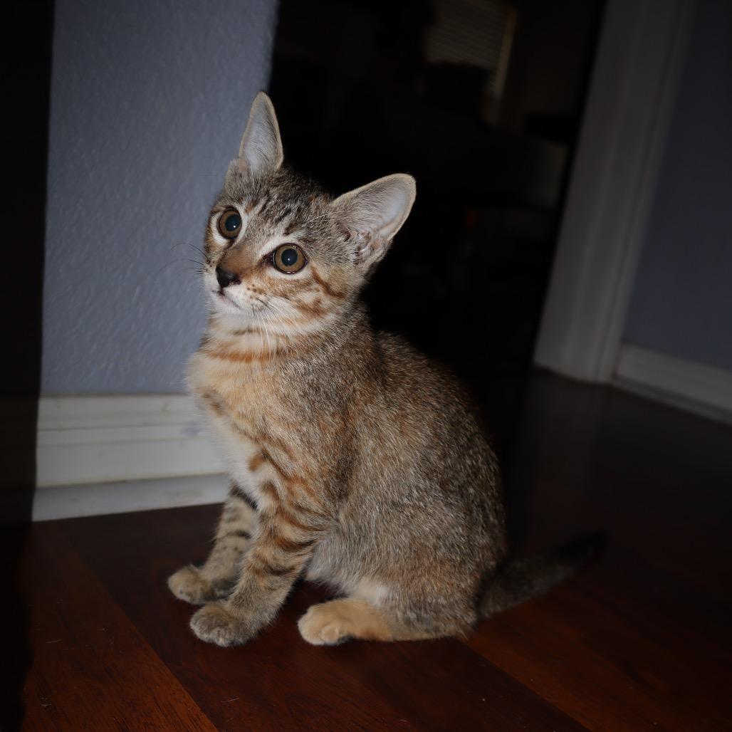 Enlarge Pixie, a Adoptable mixed breed in Cedar Creek, TX image 1/5
