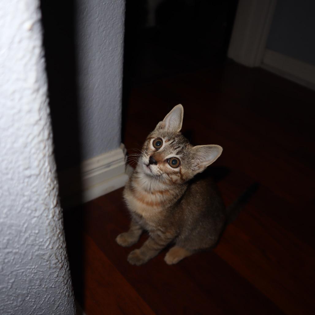 Enlarge Pixie, a Adoptable mixed breed in Cedar Creek, TX image 2/5