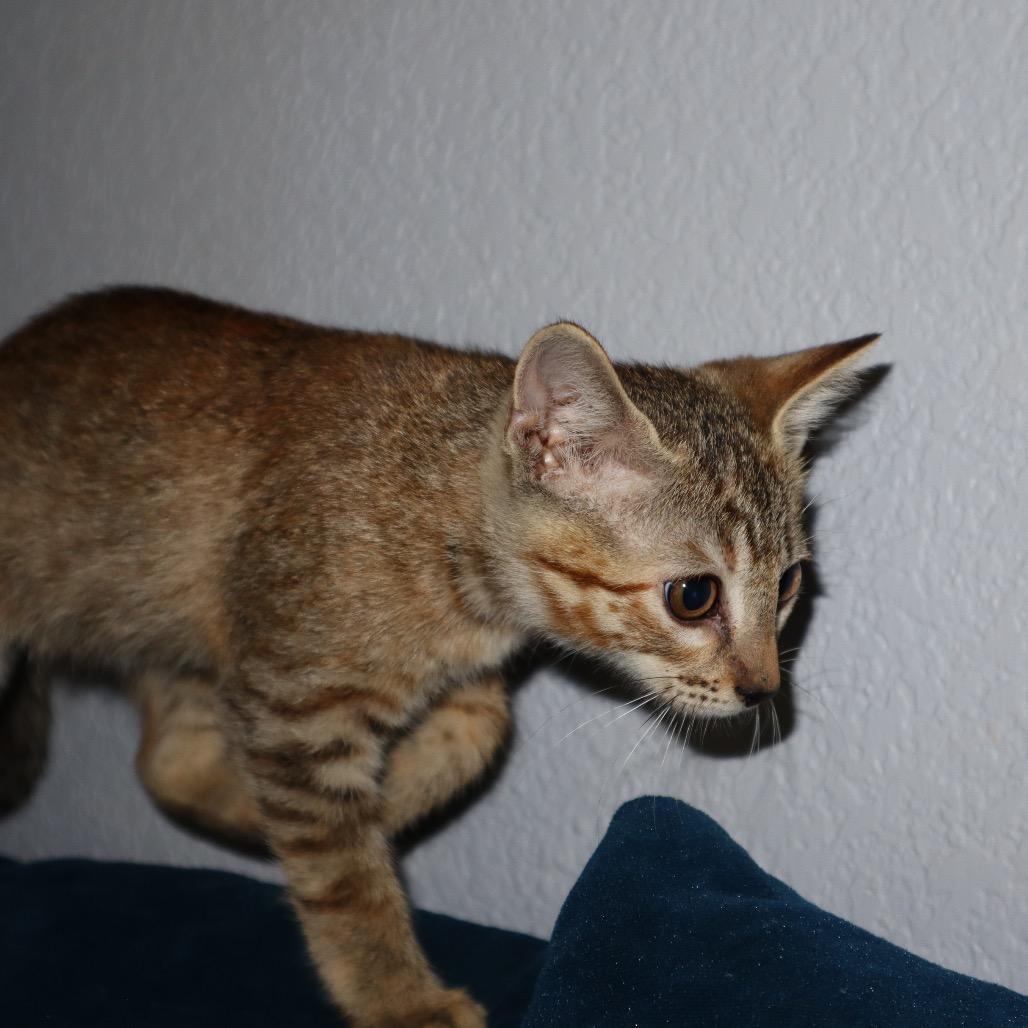 Enlarge Pixie, a Adoptable mixed breed in Cedar Creek, TX image 3/5