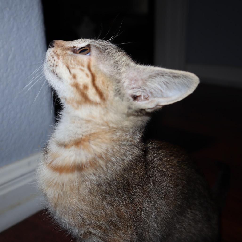 Enlarge Pixie, a Adoptable mixed breed in Cedar Creek, TX image 4/5