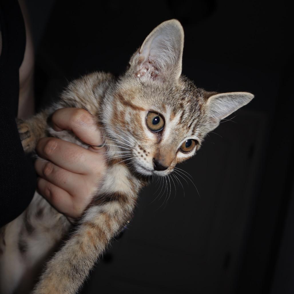 Enlarge Pixie, a Adoptable mixed breed in Cedar Creek, TX image 5/5