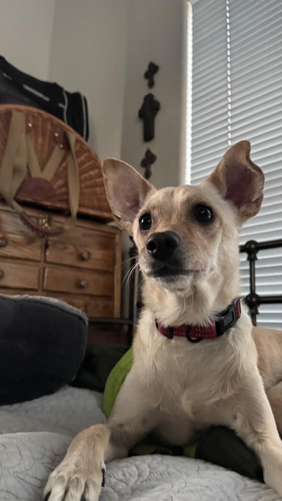 boogie, Adoptable, Adult Male Terrier.