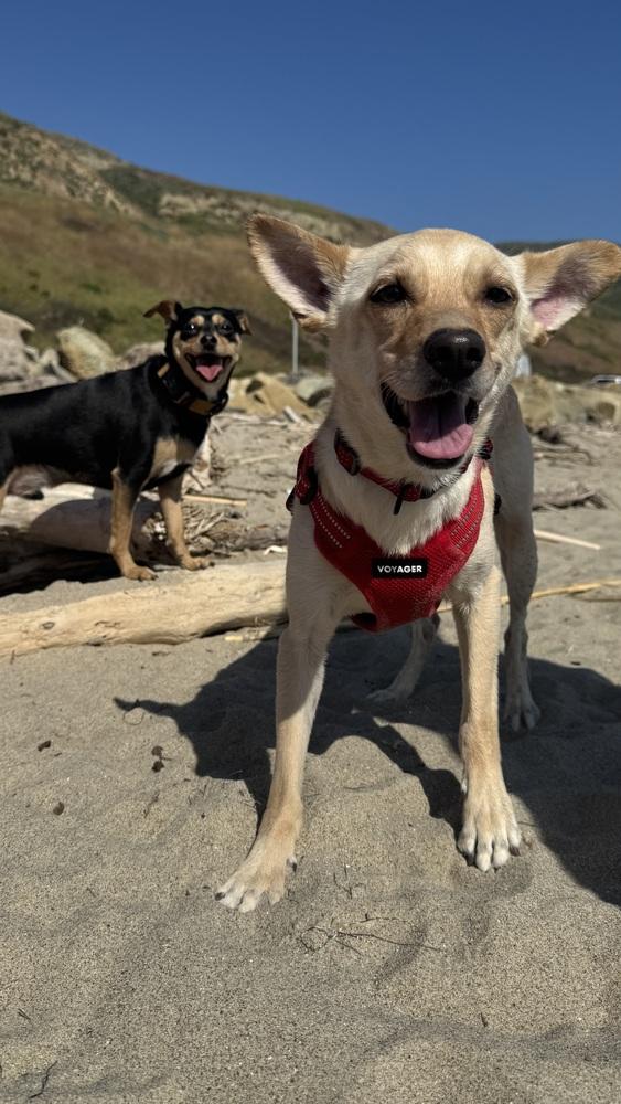Enlarge boogie, a Adoptable mixed breed in ventura, CA image 2/3