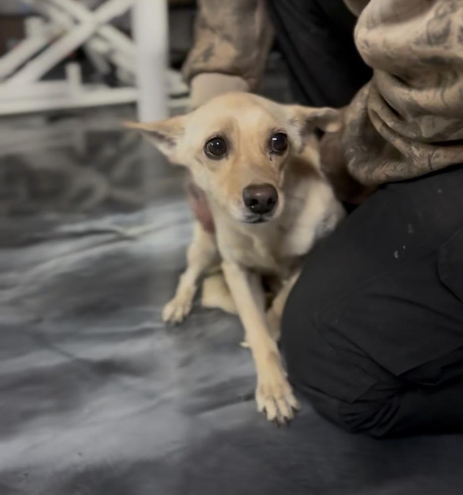 Enlarge boogie, a Adoptable mixed breed in ventura, CA image 1/1