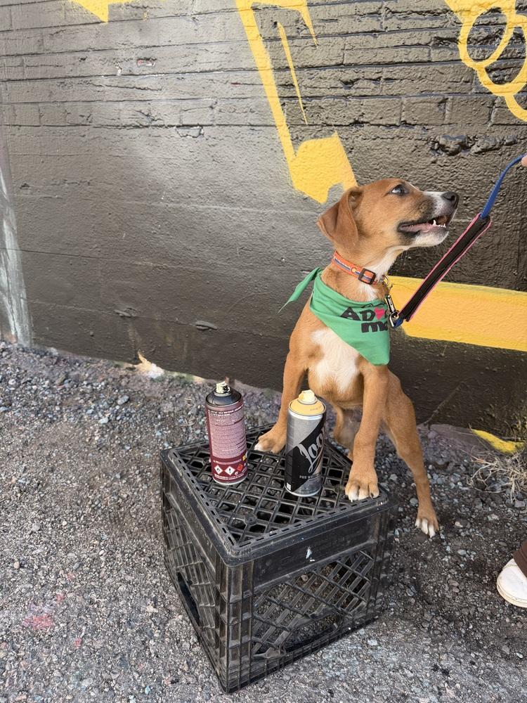 Stitch, Adoptable, Puppy Male Mixed Breed & Beagle.