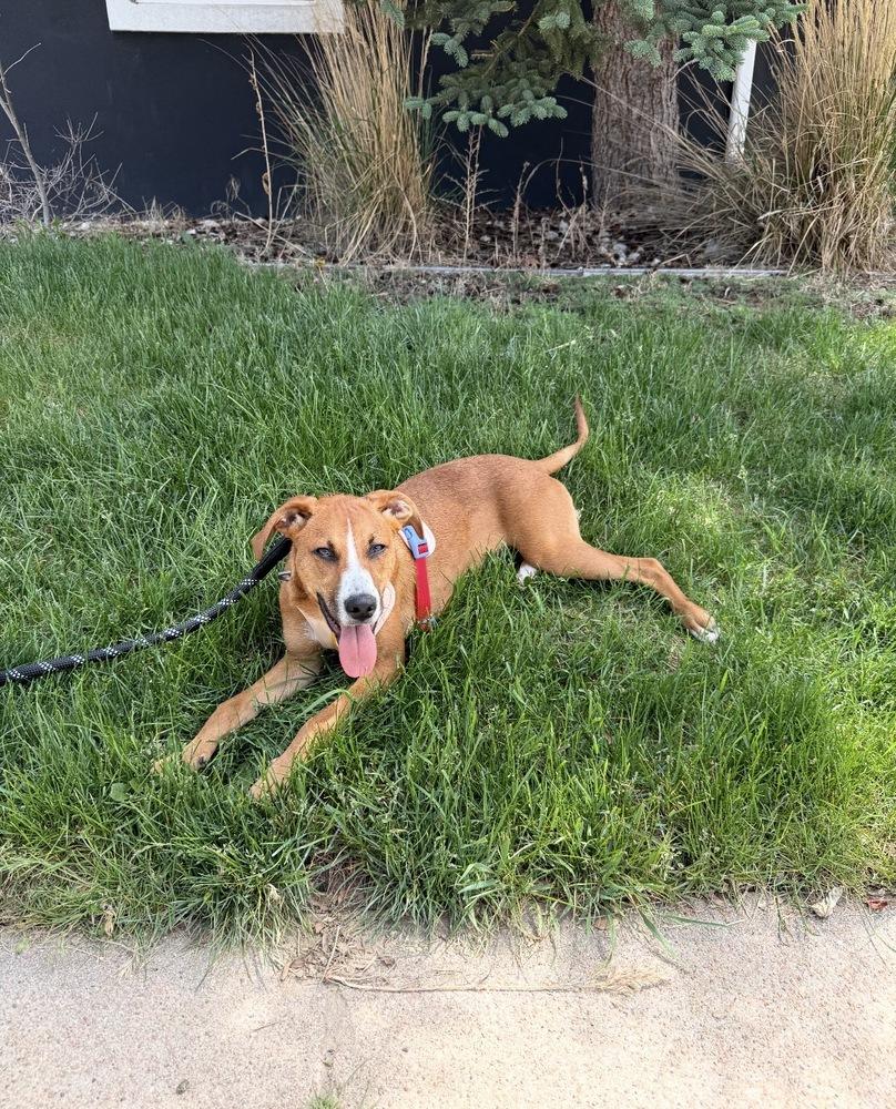 Stitch, a Adoptable mixed breed in Denver, CO image 1/6