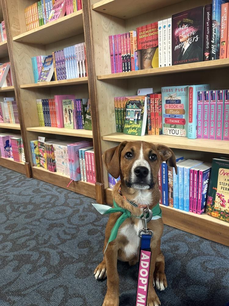 Stitch, Adoptable, Puppy Male Mixed Breed & Beagle.