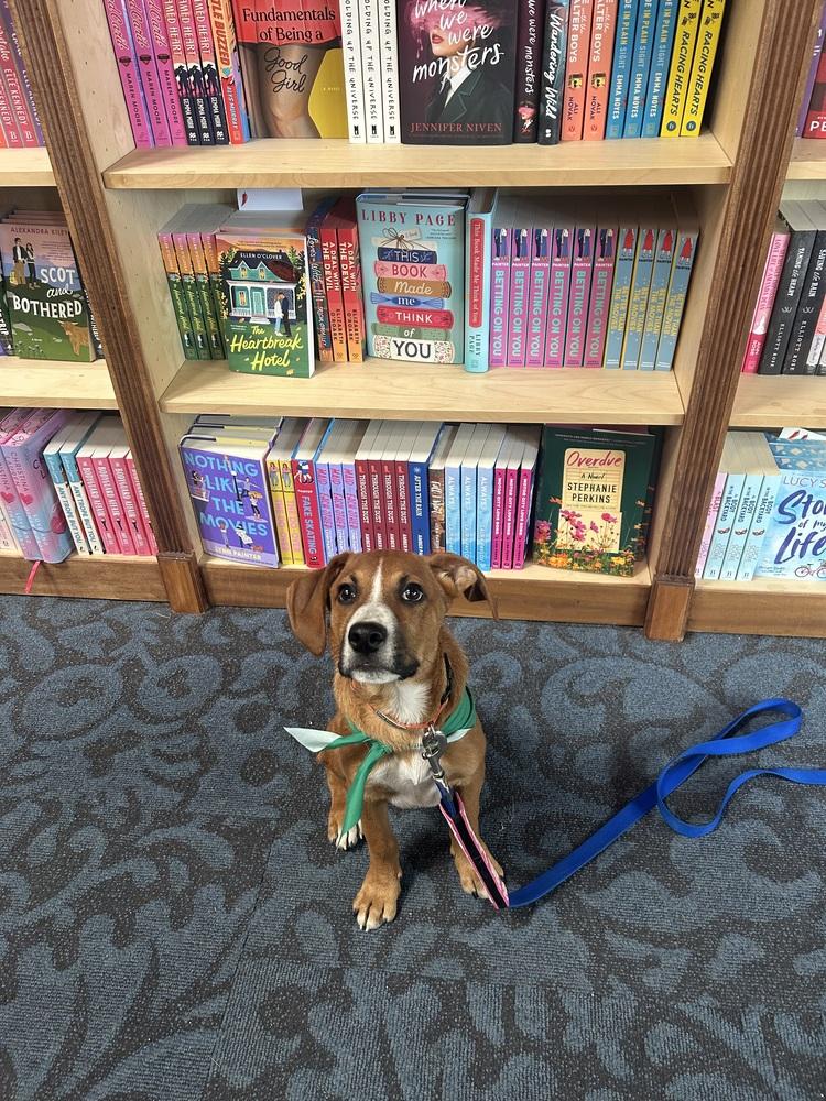 Enlarge Stitch, a Adoptable mixed breed in Denver, CO image 3/6