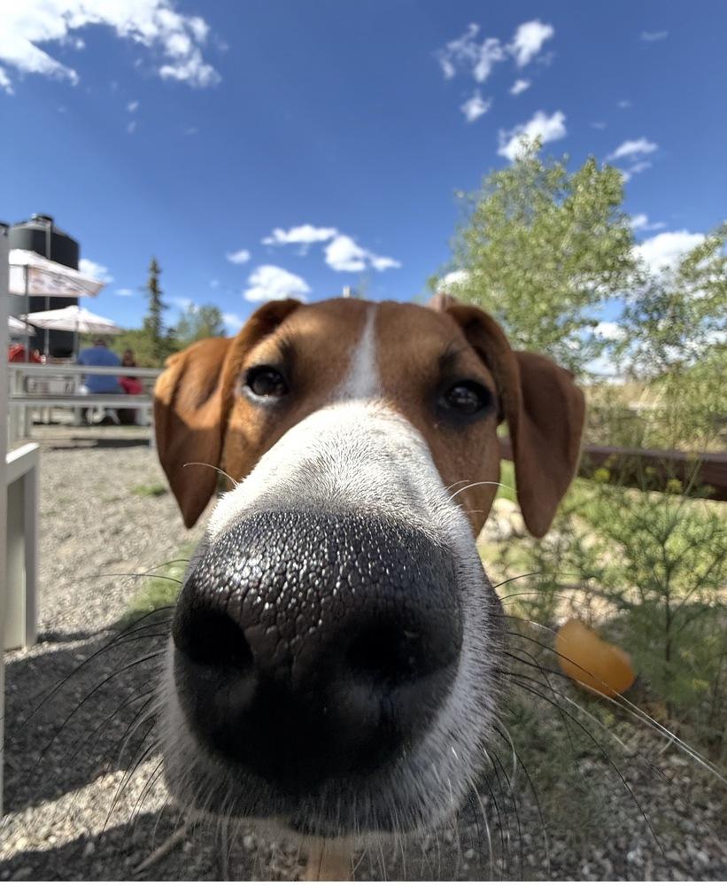 Stitch, a Adoptable mixed breed in Denver, CO image 2/6