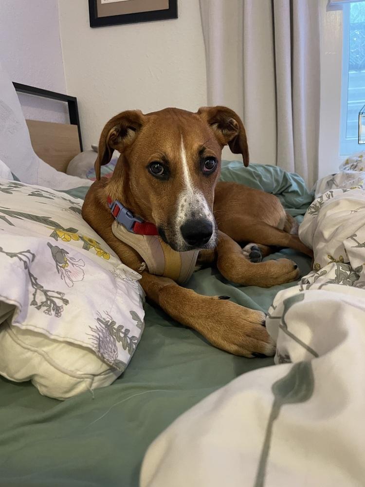 Enlarge Stitch, a Adoptable mixed breed in Denver, CO image 3/6