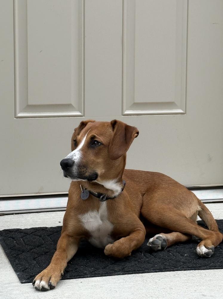 Stitch, a Adoptable mixed breed in Denver, CO image 4/6