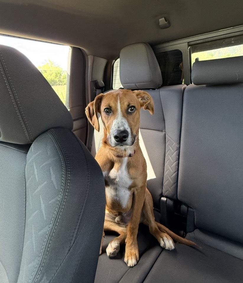 Stitch, a Adoptable mixed breed in Denver, CO image 5/6