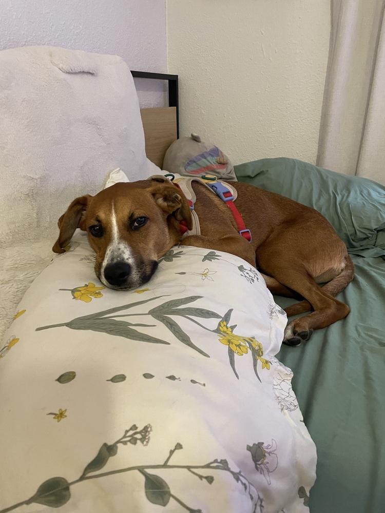 Enlarge Stitch, a Adoptable mixed breed in Denver, CO image 6/6