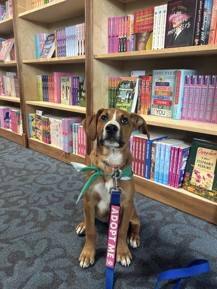 Enlarge Stitch, a Adoptable mixed breed in Denver, CO image 6/6