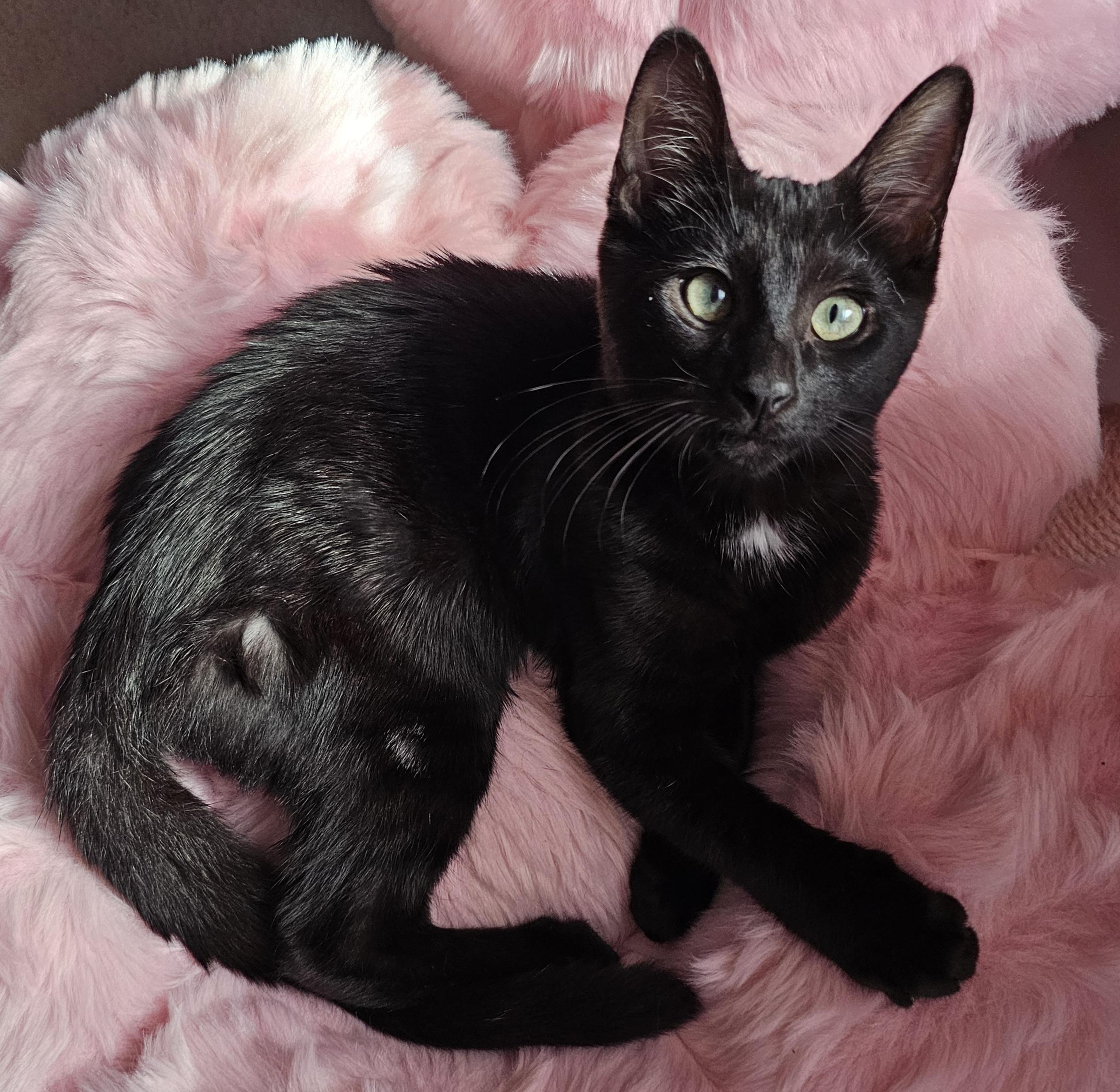 Cherry, a Adoptable Domestic Short Hair in Ridgefield, CT image 6/6