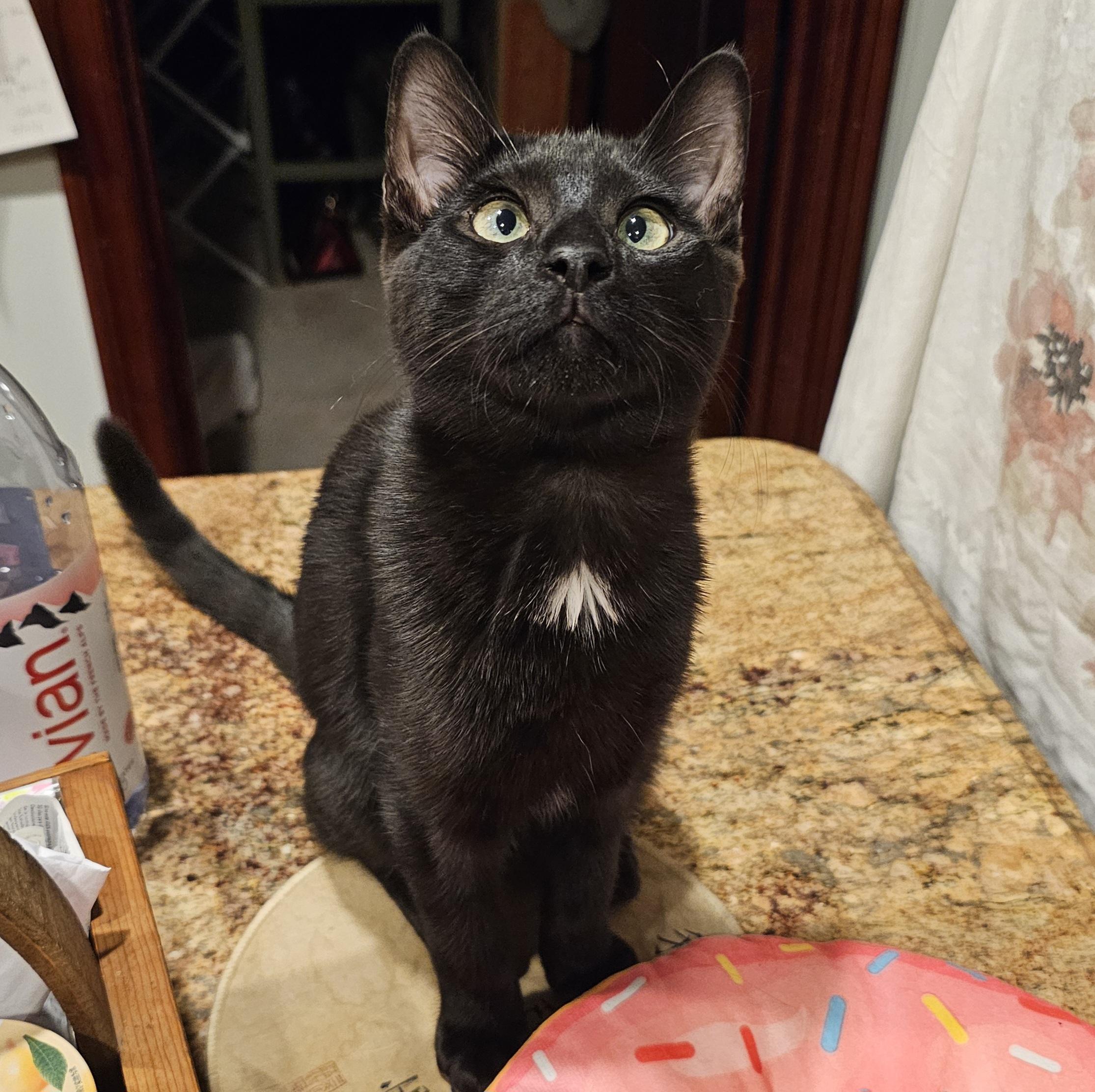 Cherry, a Adoptable Domestic Short Hair in Ridgefield, CT image 2/6