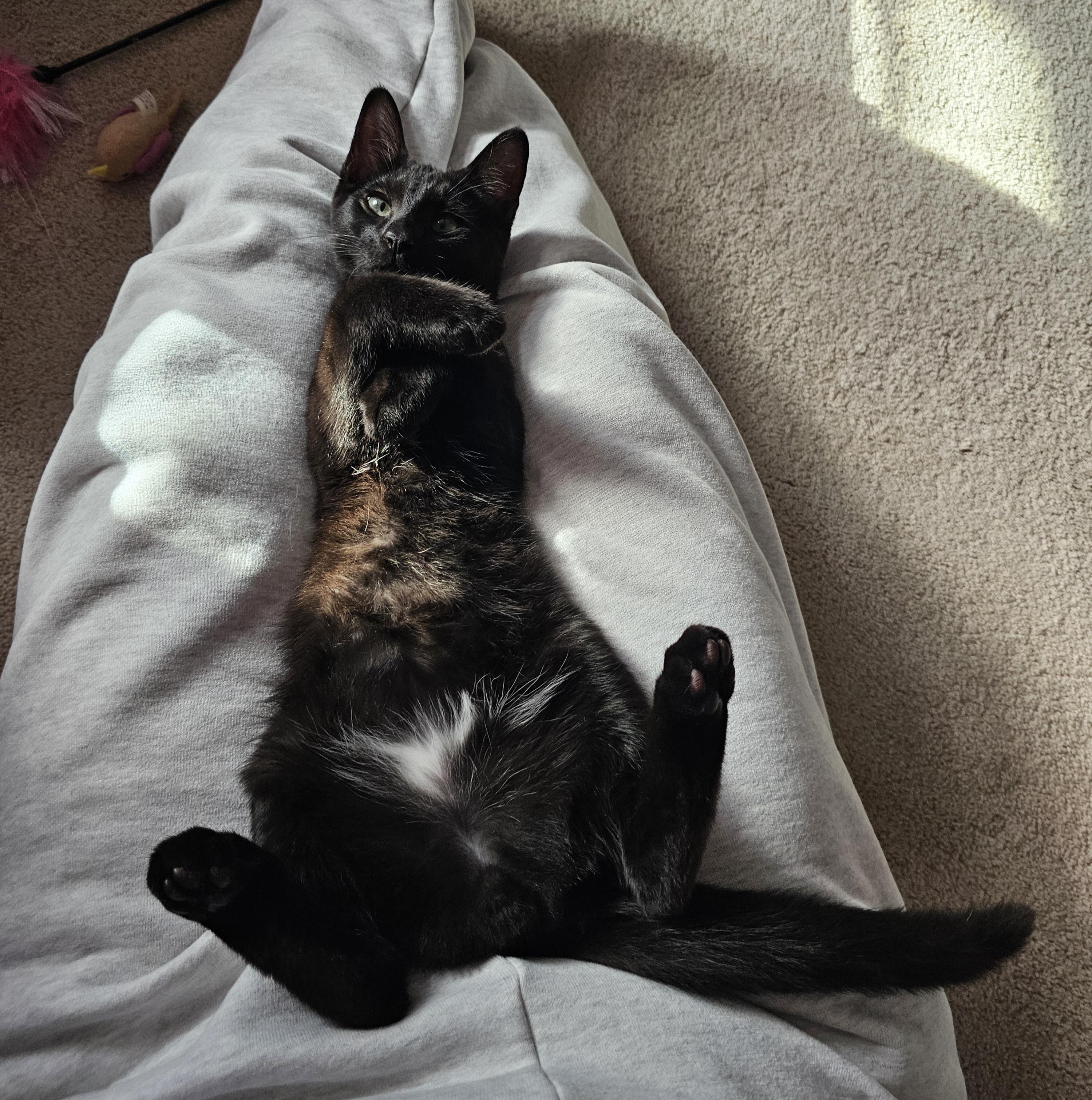 Cherry, a Adoptable Domestic Short Hair in Ridgefield, CT image 4/6