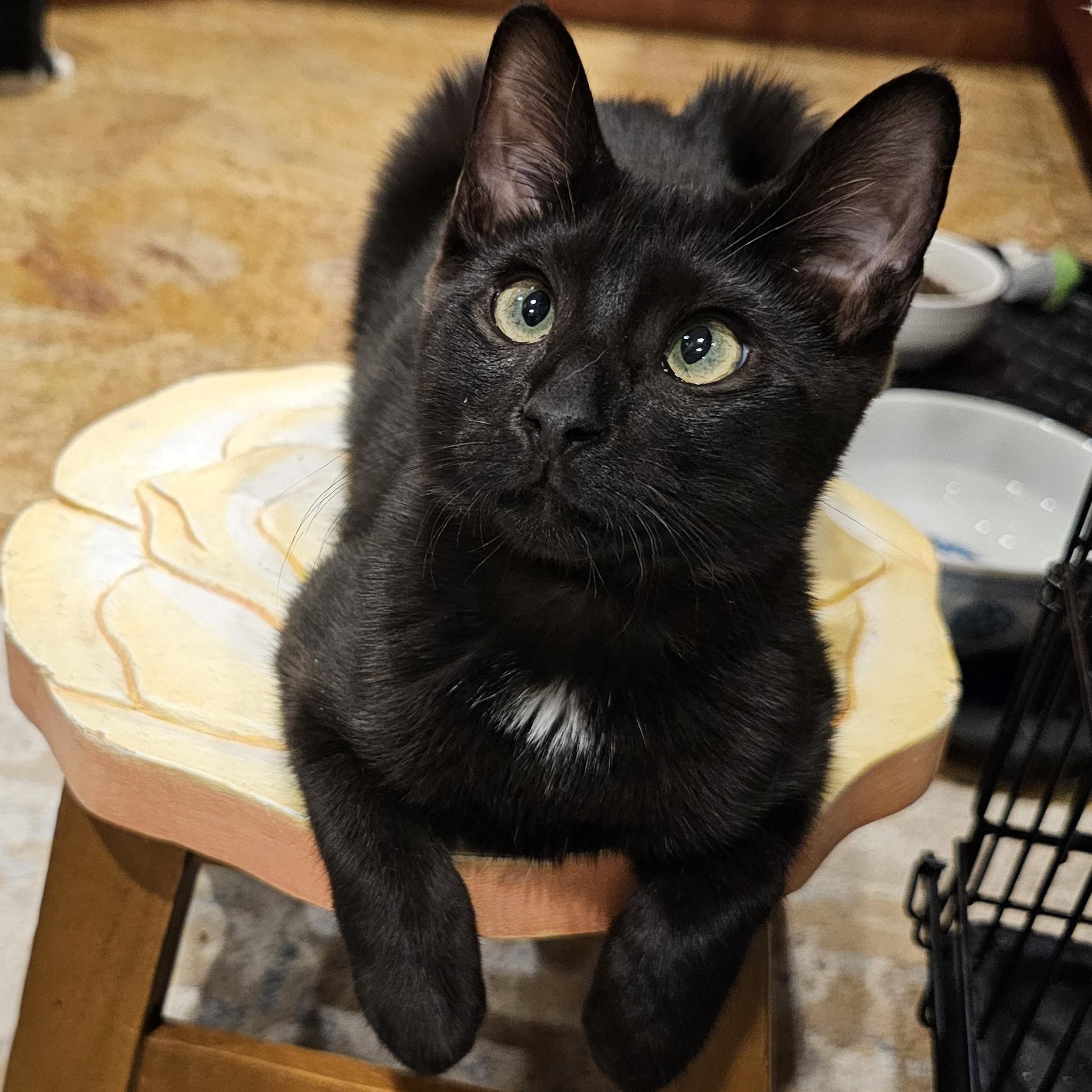 Cherry, a Adoptable Domestic Short Hair in Ridgefield, CT image 1/6