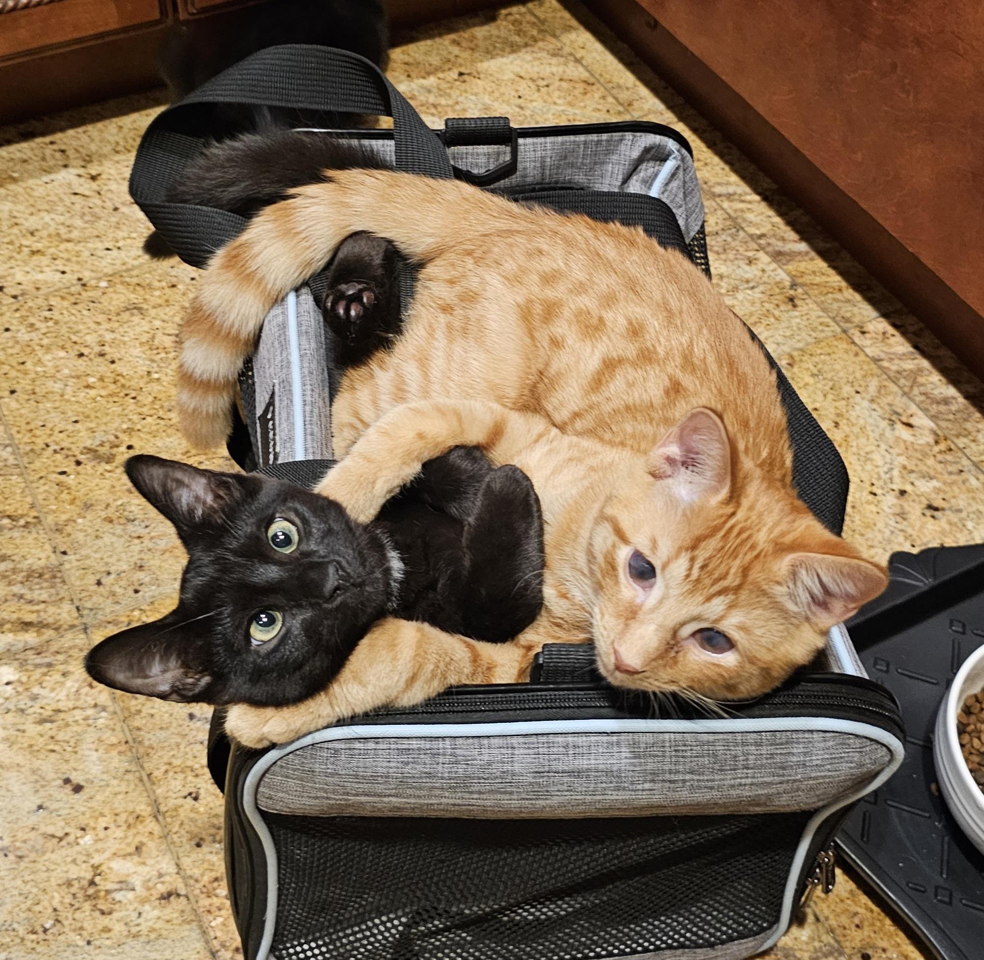 Cherry, a Adoptable Domestic Short Hair in Ridgefield, CT image 3/6