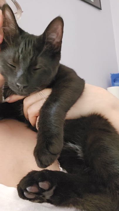 Enlarge Cherry, a Adoptable Domestic Short Hair in Ridgefield, CT video 5/6