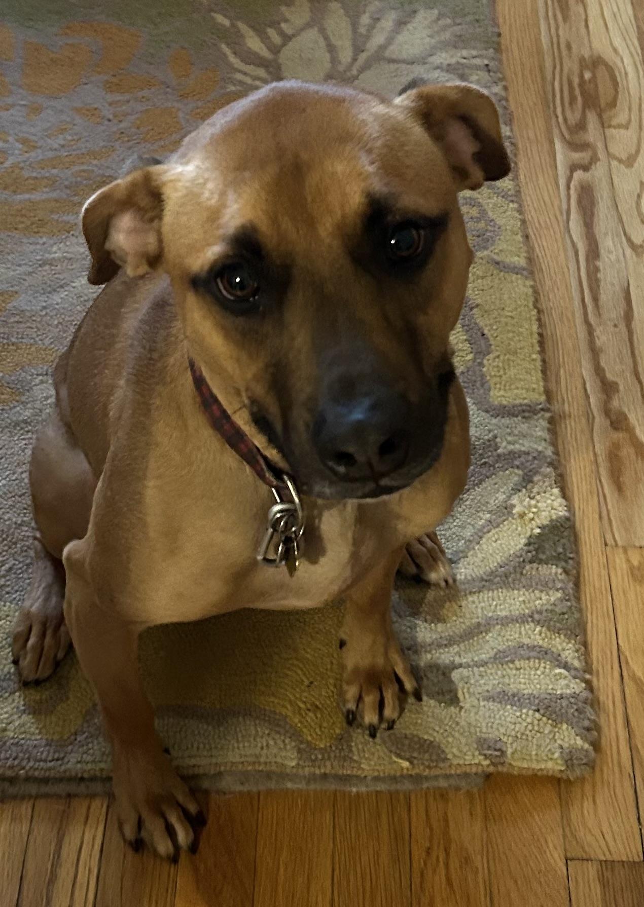 Ginger, Adoptable, Adult Female Boxer & Labrador Retriever.