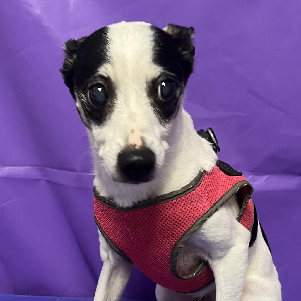 Enlarge Missy 5, a Adoptable Jack Russell Terrier in North Myrtle Beach, SC image 1/1