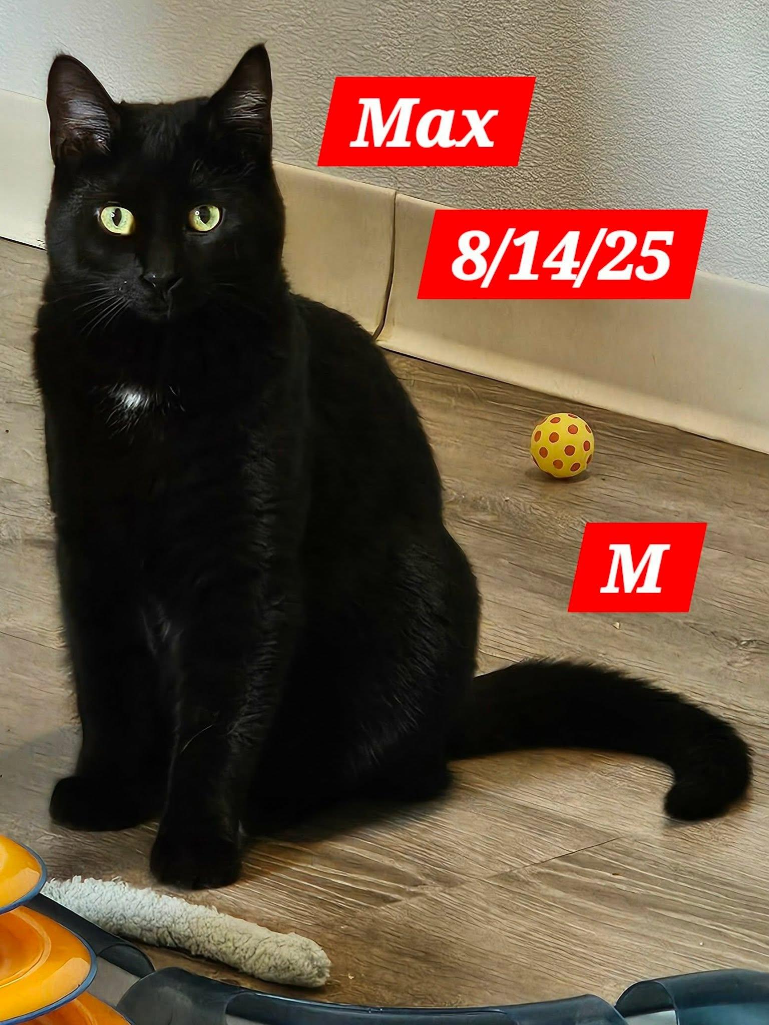 Max, Adoptable, Young Male Domestic Short Hair.