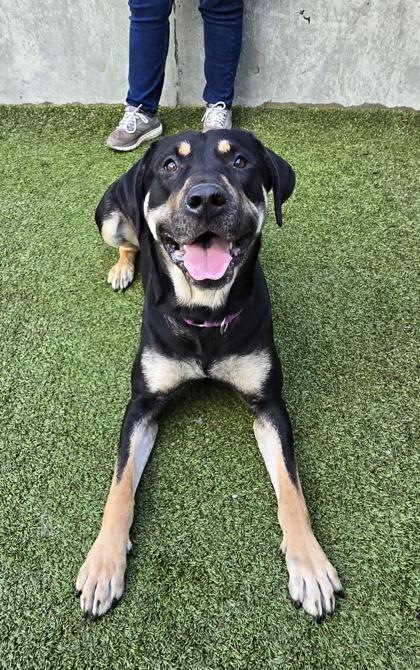 Diesel, Adoptable, Adult Male Pit Bull Terrier & Mixed Breed.