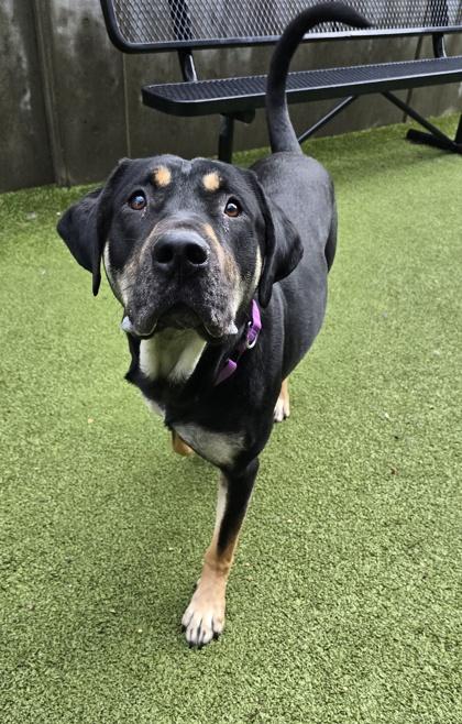 Enlarge Diesel, a Adoptable mixed breed in Bellevue, WA image 2/3