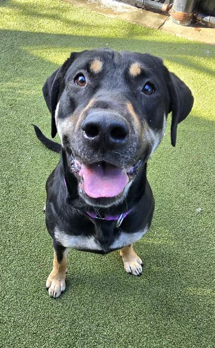 Enlarge Diesel, a Adoptable mixed breed in Bellevue, WA image 3/3