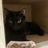 Enlarge Mildred, a ADOPTABLE Domestic Short Hair in Hilliard, OH image 2/2