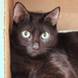 Mildred, ADOPTABLE, Adult Female Domestic Short Hair.