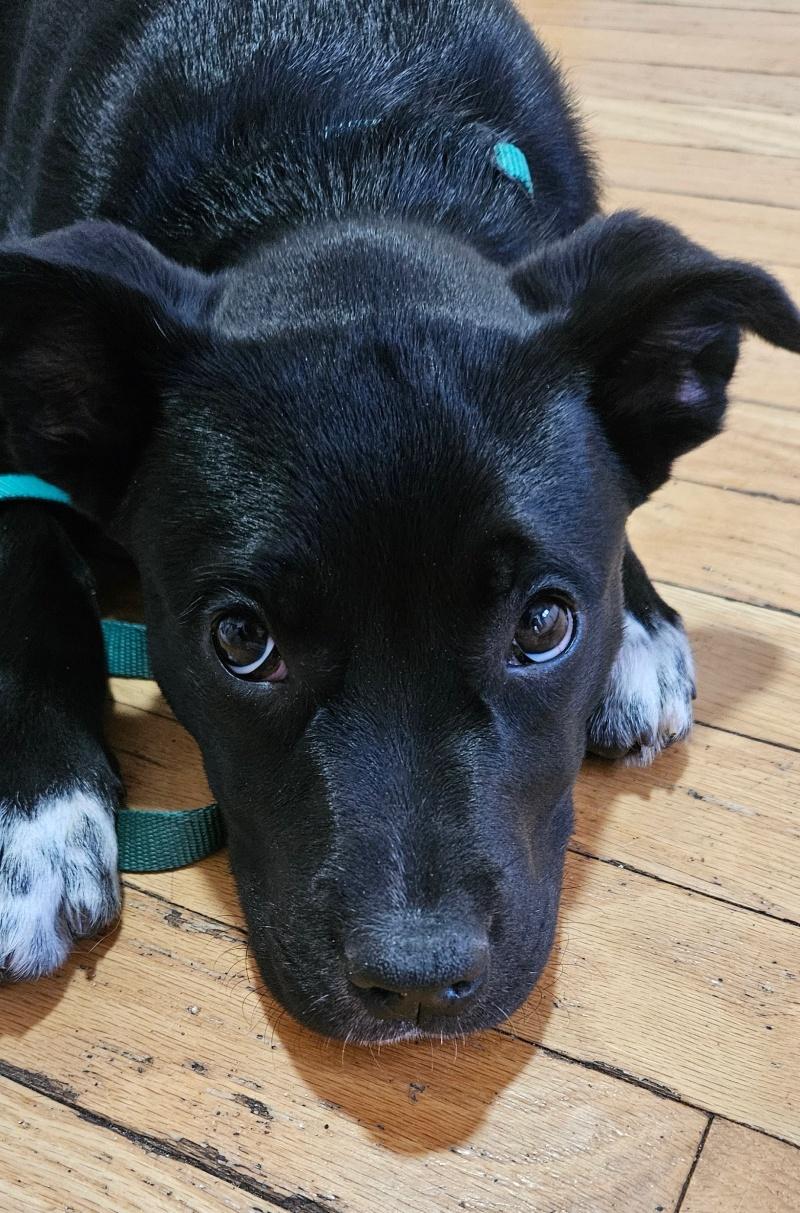 Remi, adopted, Young Female Labrador Retriever & Bulldog.