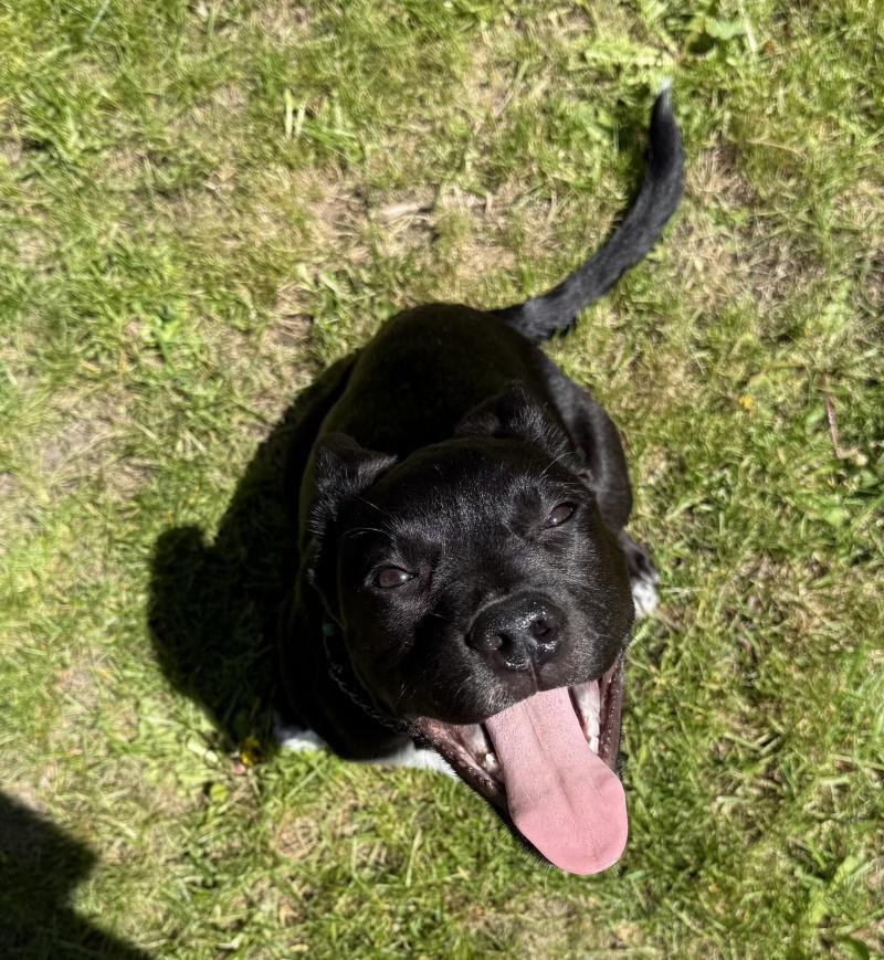Remi, an adopted mixed breed in Bancroft, ON image 2/4