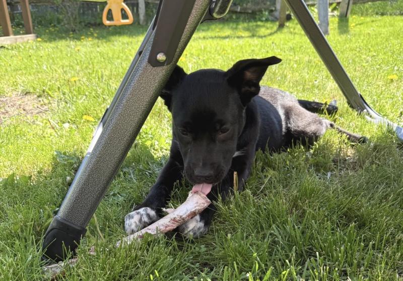 Remi, an adopted mixed breed in Bancroft, ON image 4/4