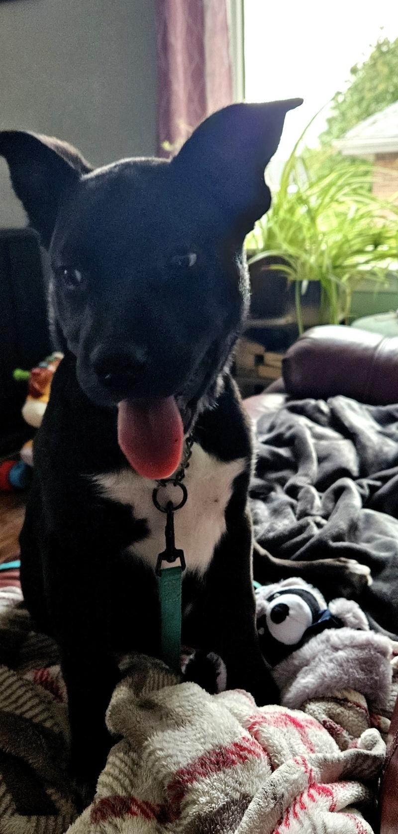 Remi, an adopted mixed breed in Bancroft, ON image 3/4