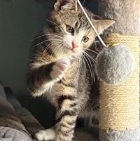 Enlarge Don, a ADOPTABLE Domestic Short Hair in Lebanon, PA image 1/1