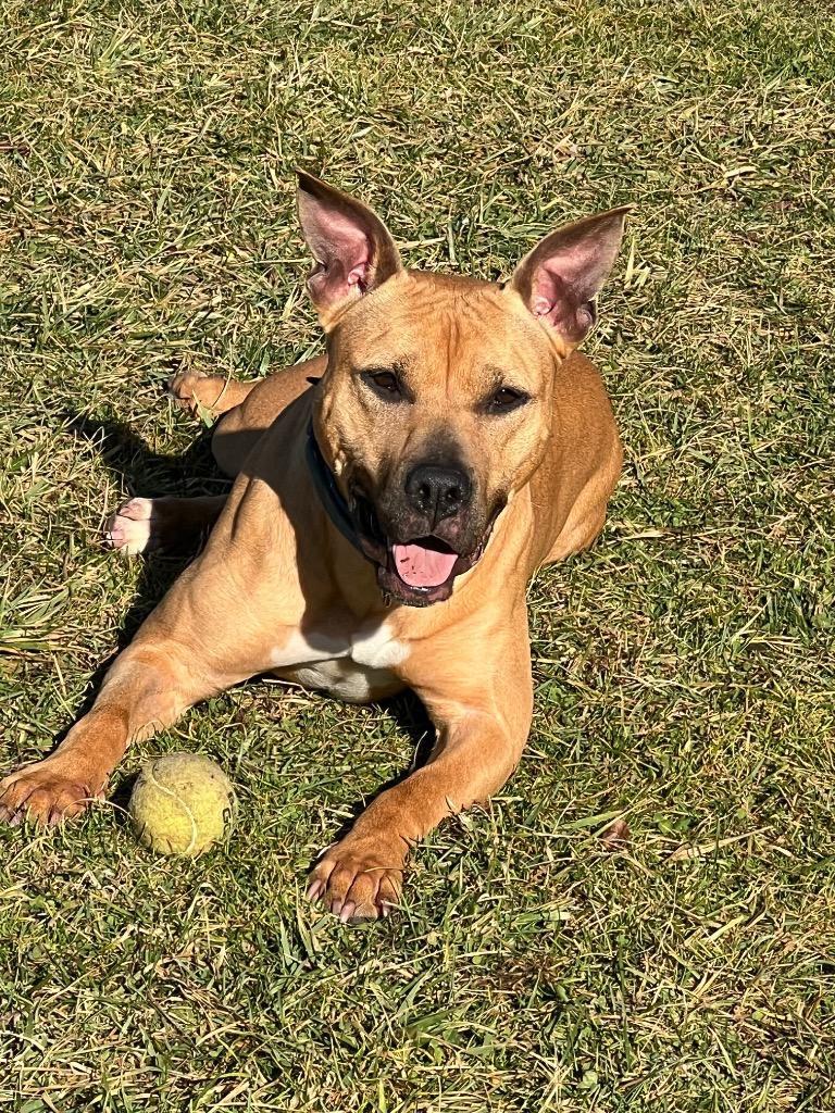 Petunia, Adoptable, Adult Female Boxer & Pit Bull Terrier.