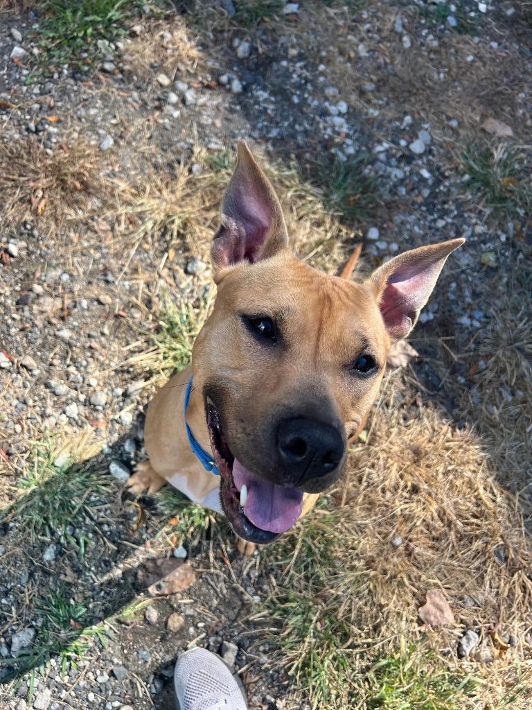 Petunia, a Adoptable mixed breed in Meriden, CT image 1/6