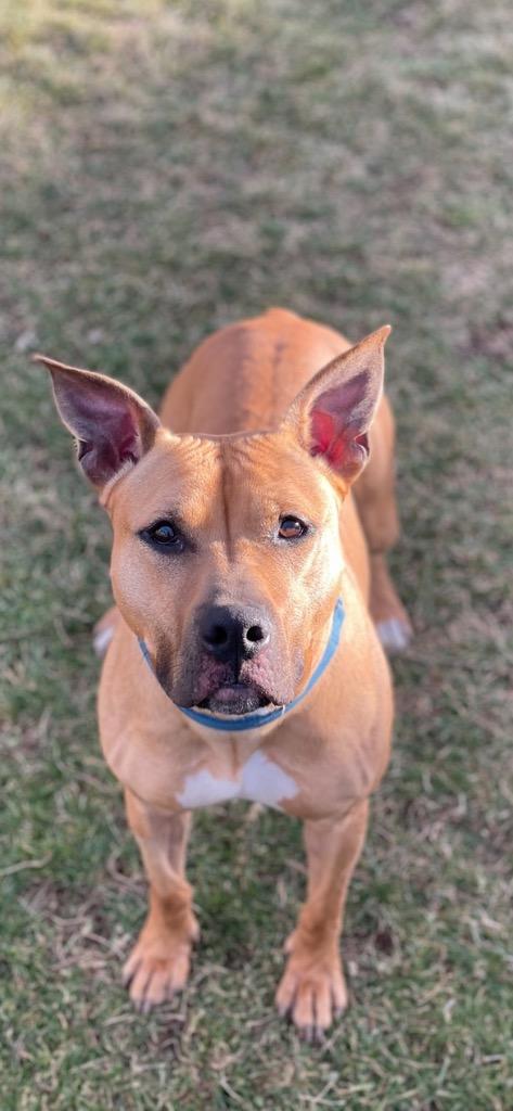 Petunia, a Adoptable mixed breed in Meriden, CT image 2/6