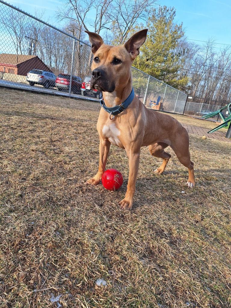 Petunia, a Adoptable mixed breed in Meriden, CT image 3/6