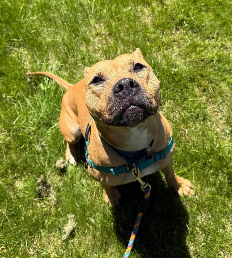 Petunia, a Adoptable mixed breed in Meriden, CT image 4/6