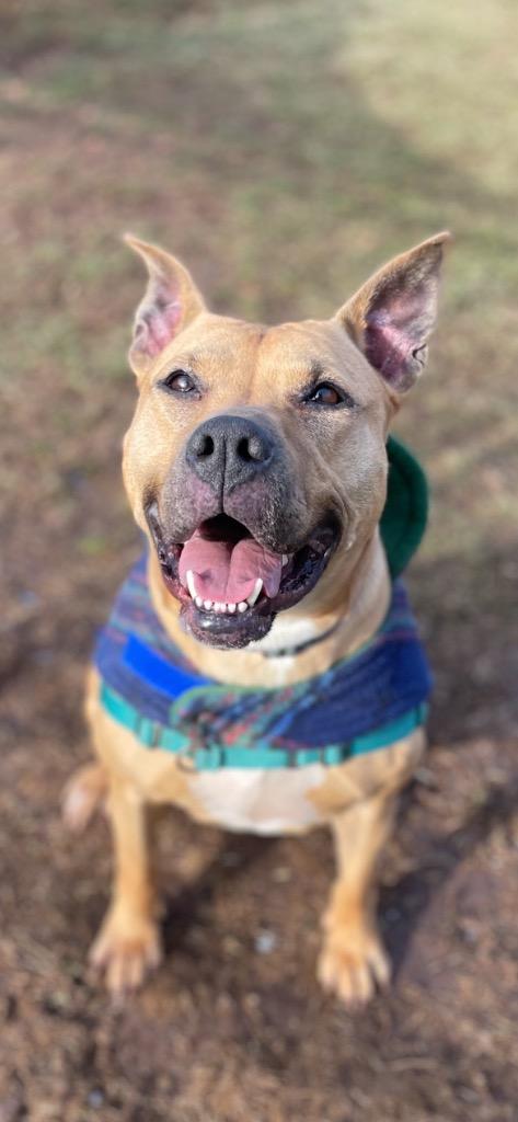 Petunia, a Adoptable mixed breed in Meriden, CT image 5/6