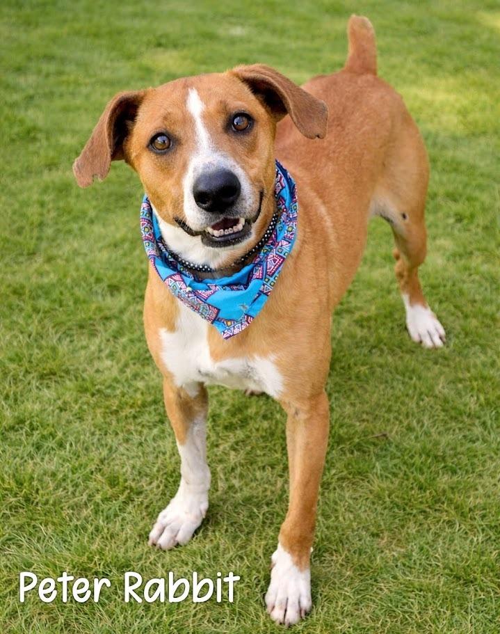 Peter Rabbit, Adoptable, Adult Male Hound.