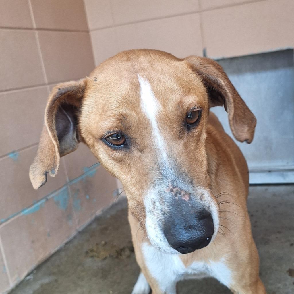 Peter Rabbit, a Adoptable Hound in Gautier, MS image 2/2
