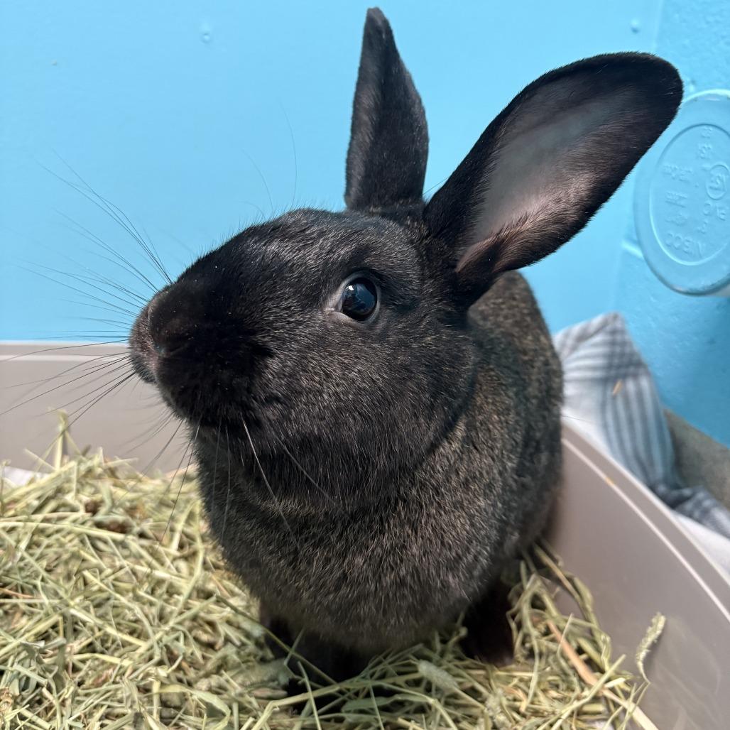 Enlarge Rabbit De Niro, a Adoptable Silver Fox in South Burlington, VT image 1/6