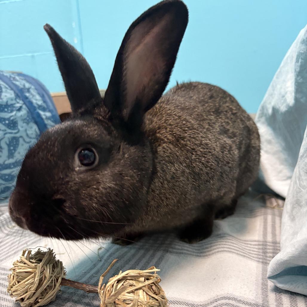 Enlarge Rabbit De Niro, a Adoptable Silver Fox in South Burlington, VT image 2/6