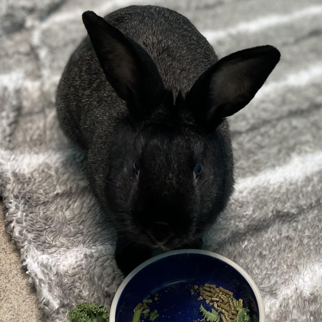 Enlarge Rabbit De Niro, a Adoptable Silver Fox in South Burlington, VT image 1/1